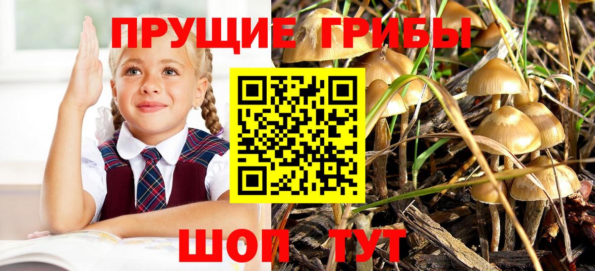 Псилоцибиновые грибы Psilocybine cubensis  Вход с VPN  цена   Щёкино 